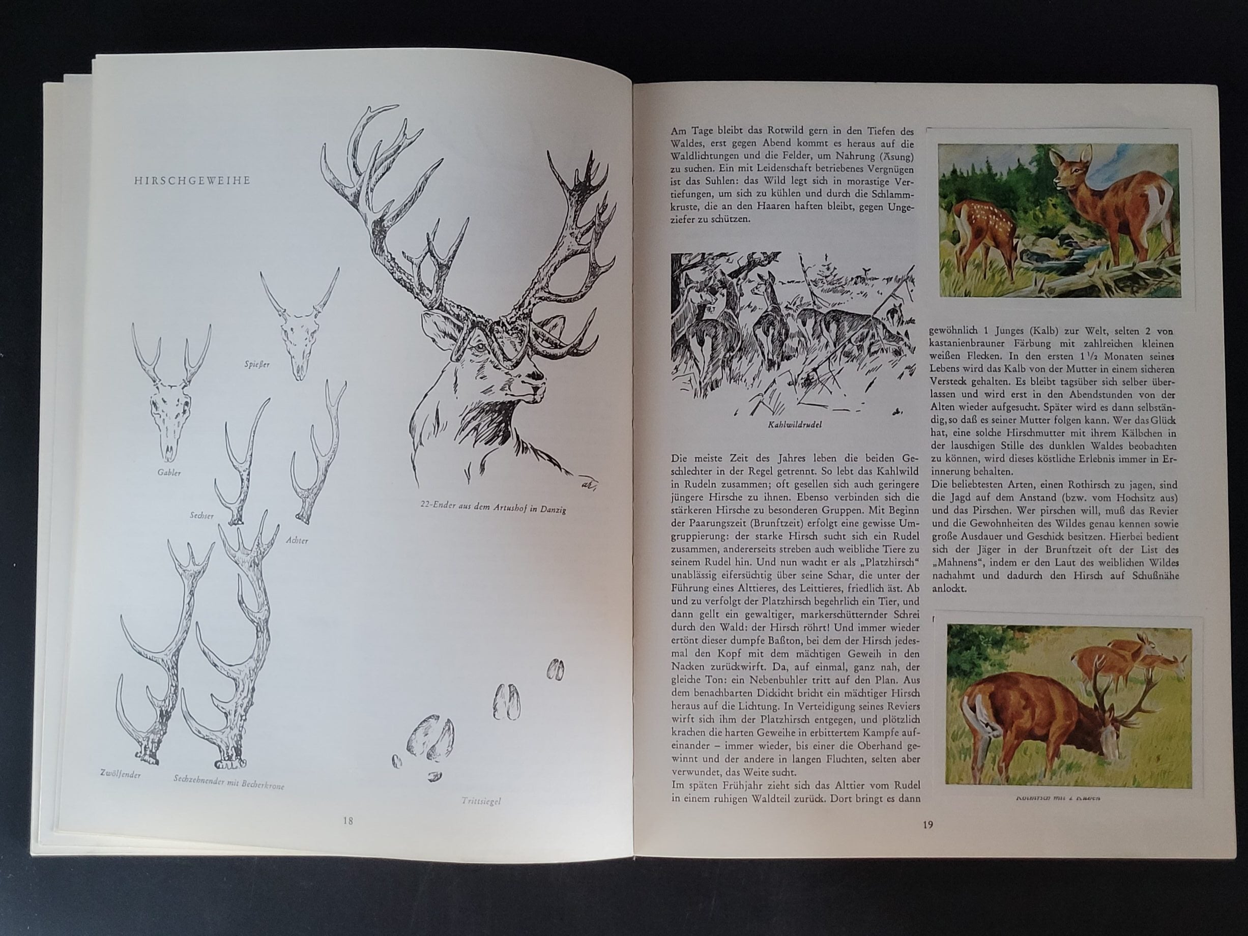 Alben SAMMELBILDERALBUM Artur Eickhorn Tiere aus Wald und Feld - Texte Albert Thümmel Herba-Verlag 1950