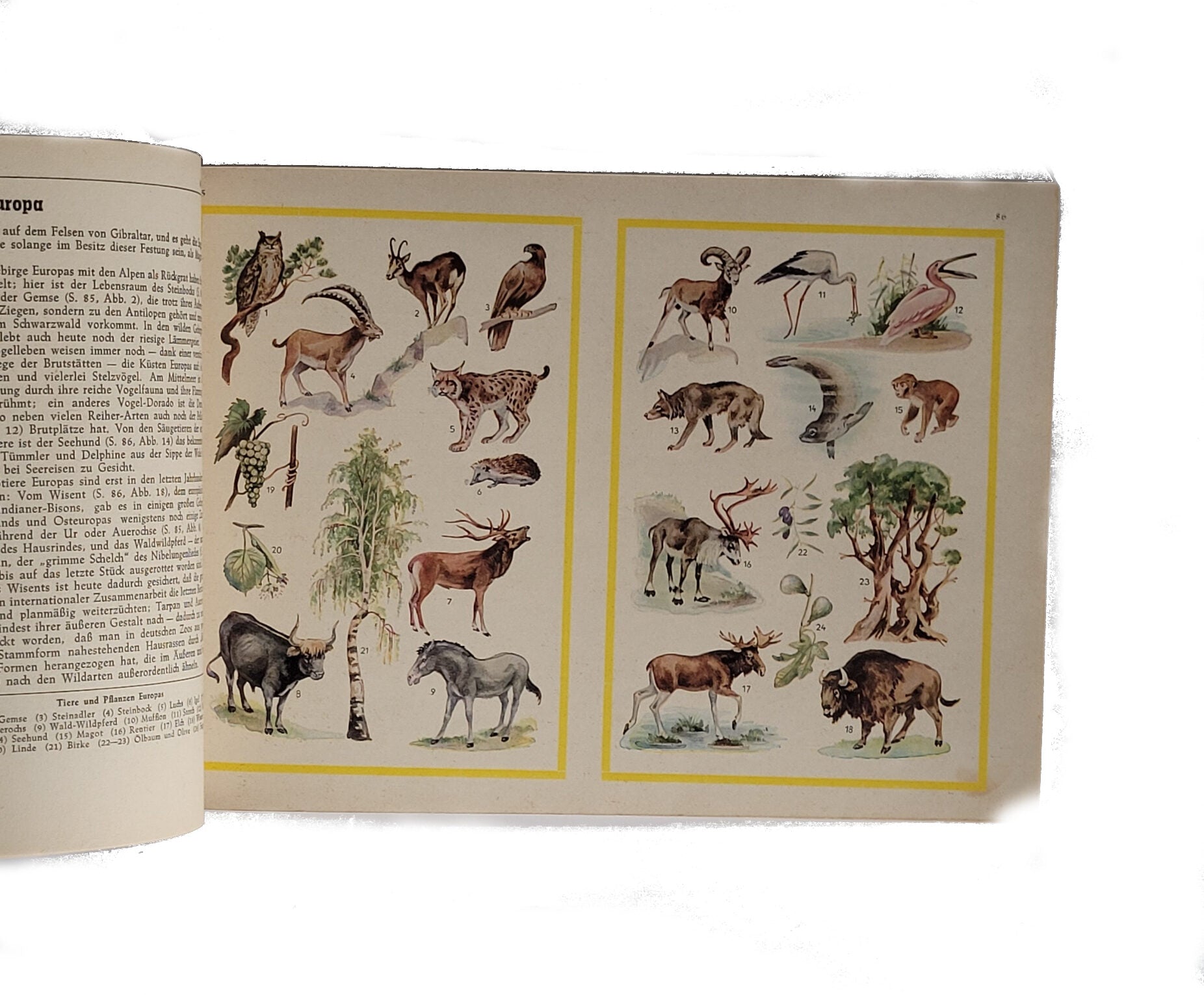 Alben SAMMELBILDERALBUM Unsere Erde Ein Weltatlas Geographie - Pflanzen - Tiere Idsteiner Zeitung ca. 1960