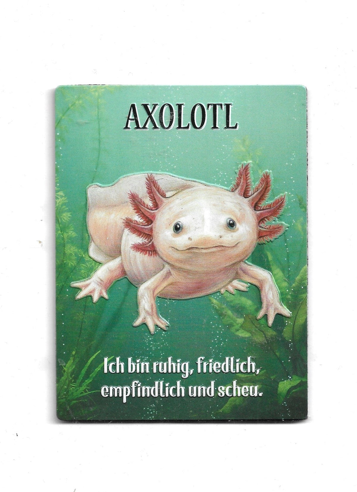 Großer rechteckiger Kühlschrankmagnet im XL-Format mit einem rosa Axolotl unter Wasser und der Aufschrift "AXOLOTL - Ich bin ruhig, friedlich, empfindlich und scheu." auf grünem Grund.
