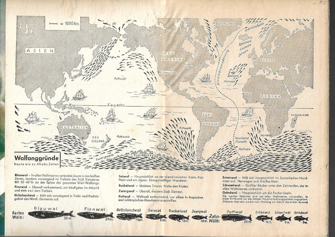Jugendbuch GJB nach Herman Melville Moby Dick - Die große Jagd - ca.195ca.1955 gebraucht, Einband kartoniert, akzeptabler Zustand, altersbedingte Gebrauchsspuren wie Abrieb, Bestoßungen, leichte Einfärbungen5