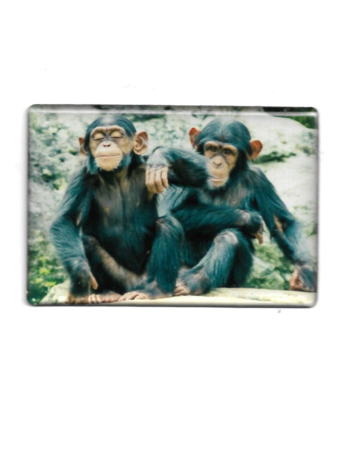 „Rechteckiger Fotomagnet mit Schimpansen‑Motiv; stabile Ausführung mit Epoxidharzschicht; vollflächiger Magnet; Format ca. 8 × 5,5 cm; geeignet zum Befestigen mehrerer Notizzettel.“