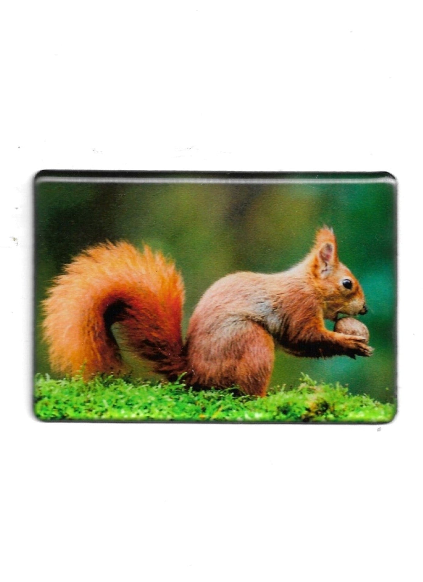 „Rechteckiger Fotomagnet mit Eichhörnchen‑Motiv; stabile Ausführung mit Epoxidharzschicht; vollflächiger Magnet; Format ca. 8 × 5,5 cm; geeignet zum Befestigen mehrerer Notizzettel.“