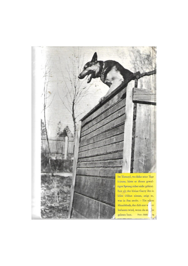 Jugendbuch Mein Freund heißt Echo Boje-Buch 1960 – Bild 2