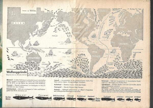 Jugendbuch GJB nach Herman Melville Moby Dick - Die große Jagd - ca.195ca.1955 gebraucht, Einband kartoniert, akzeptabler Zustand, altersbedingte Gebrauchsspuren wie Abrieb, Bestoßungen, leichte Einfärbungen5
