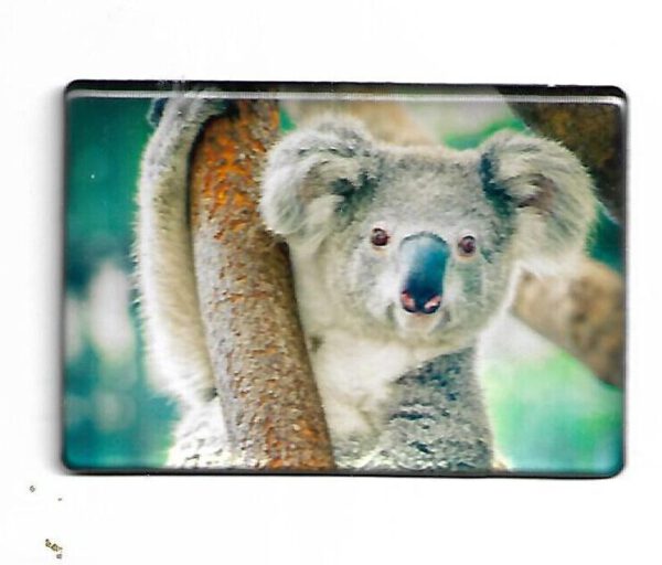 Magnet "Fotomagnet Koala"
