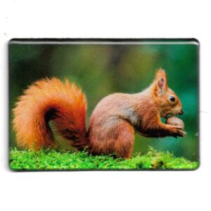 Magnet "Fotomagnet Eichhörnchen"