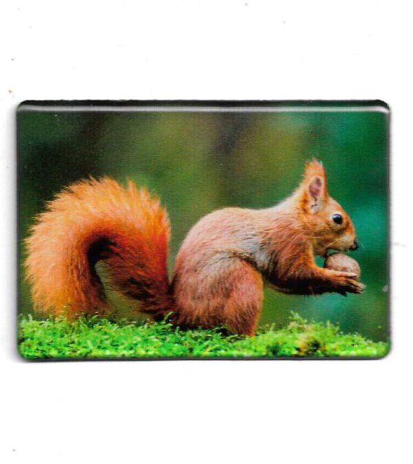 Magnet "Fotomagnet Eichhörnchen"